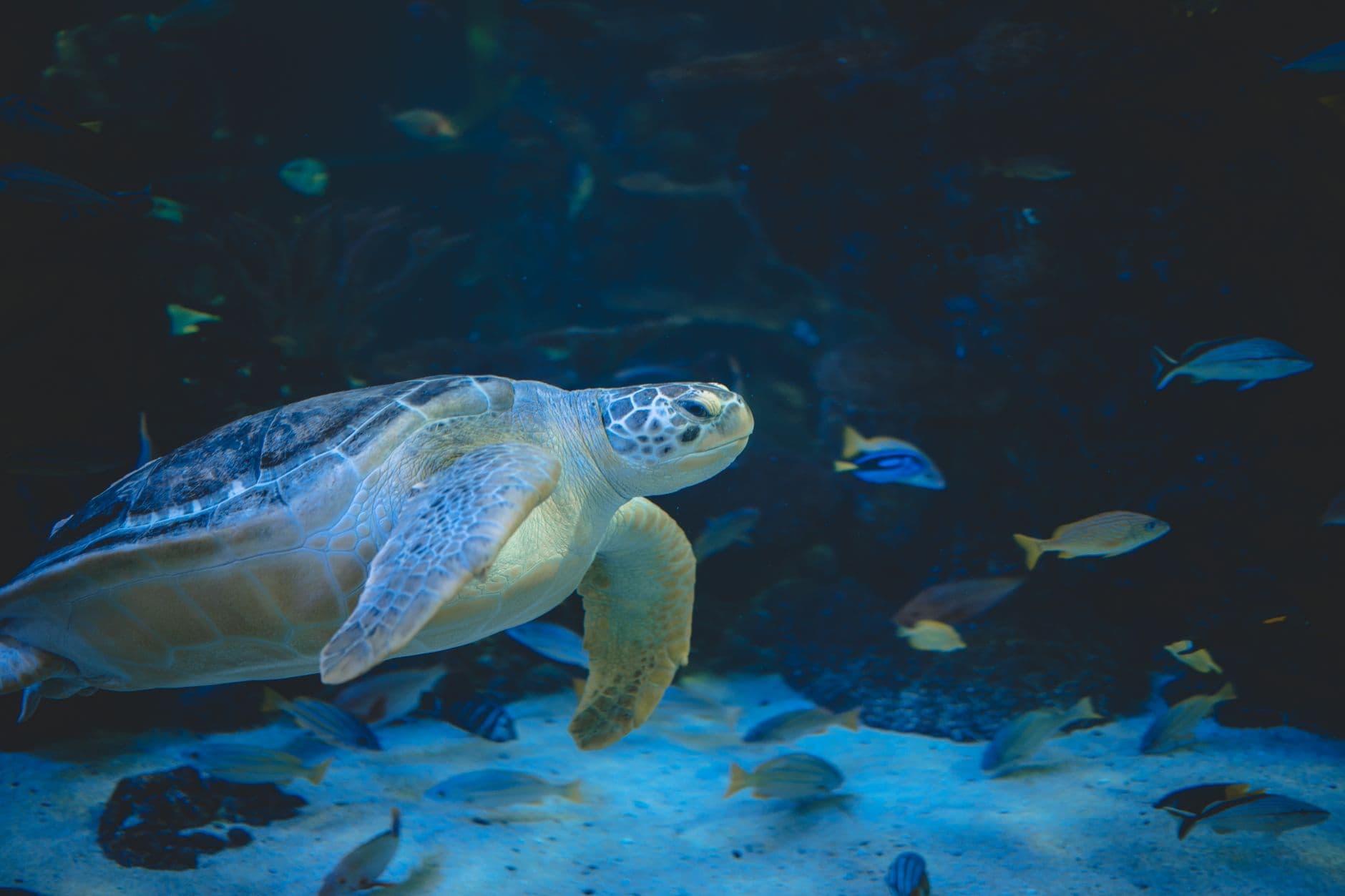 Image illustrating: Chinese sea turtle (editorial)
