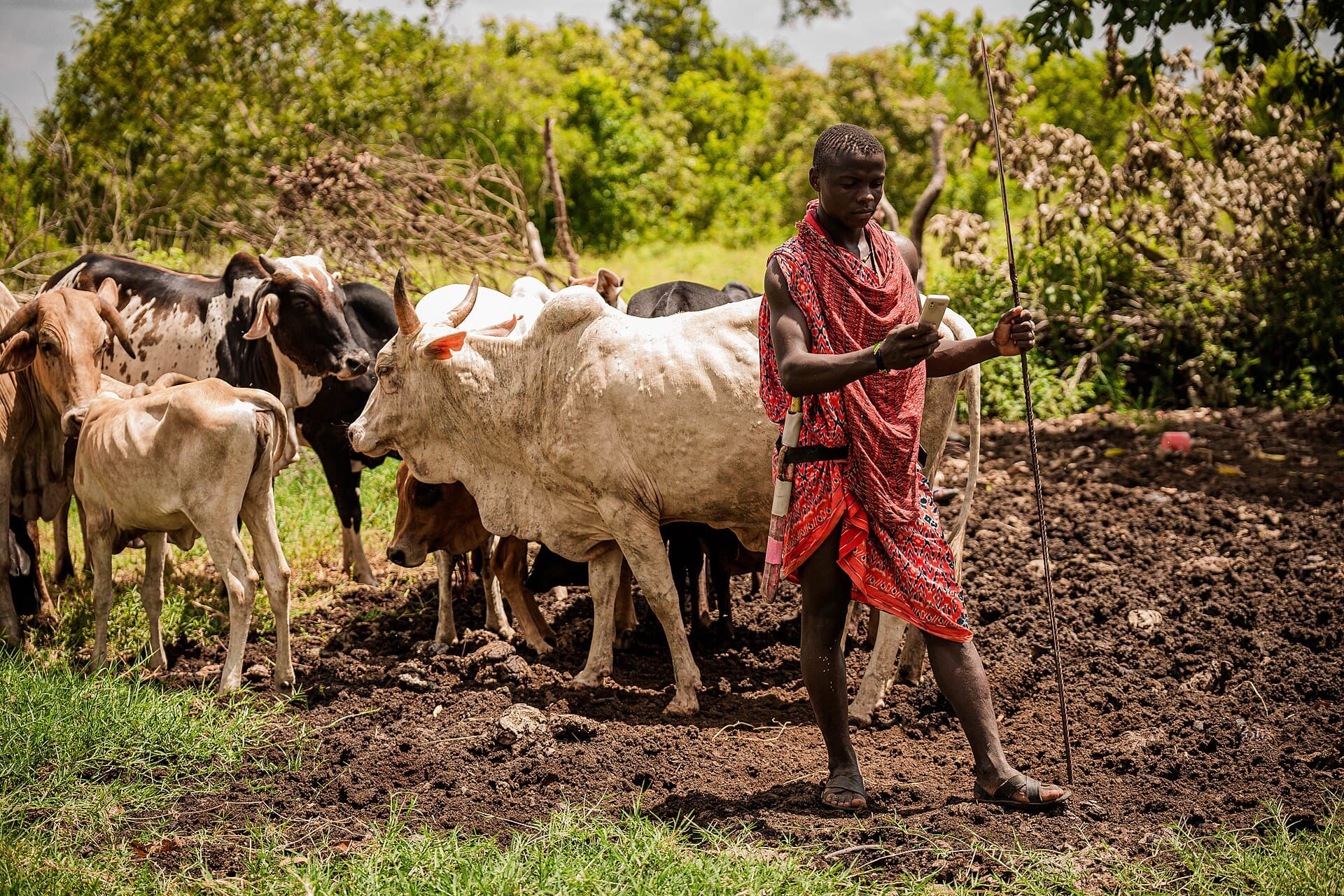 Image illustrating: Maasai pastoralists in Tanzania (editorial)